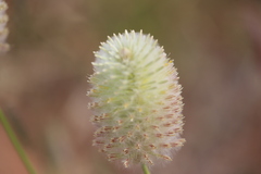 Ptilotus xerophilus
