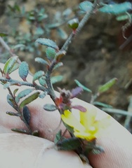 Hibbertia empetrifolia