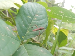 Riptortus linearis