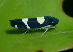 Cicadellini