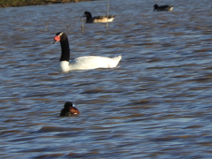 Cygnus melancoryphus