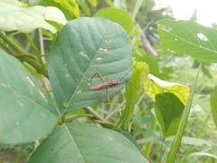 Riptortus linearis