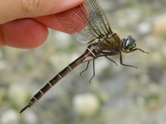 Somatochlora cingulata