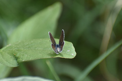Hemiargus ceraunus astenidas