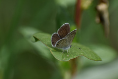 Hemiargus ceraunus astenidas