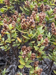 Veronica topiaria