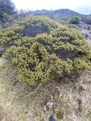 Veronica topiaria