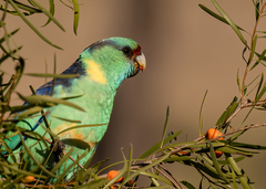 Barnardius zonarius barnardi