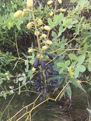 Baptisia alba