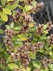 Veronica topiaria