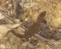 Sphaerodactylus dunni