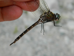 Somatochlora cingulata