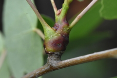 Euhexomyza schineri