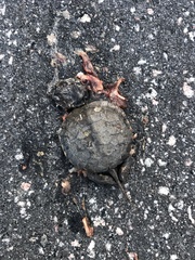 Emydoidea blandingii