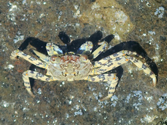 Grapsus albolineatus