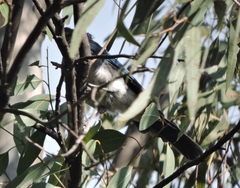 Aphelocoma woodhouseii