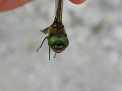 Somatochlora cingulata