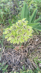 Asclepias viridis