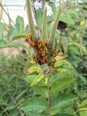 Oncopeltus fasciatus