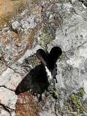 Papilio ascalaphus