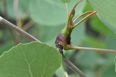Euhexomyza schineri