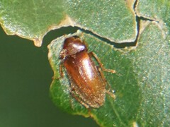 Ptilodactyla