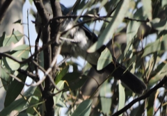 Aphelocoma woodhouseii