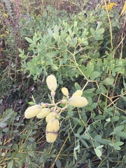 Baptisia alba