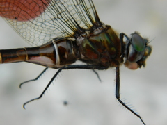 Somatochlora cingulata