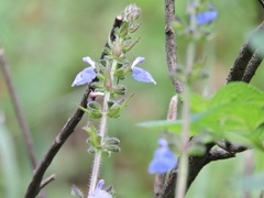 Salvia amarissima