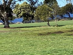 Glossopsitta concinna