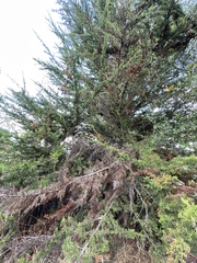 Cupressus macrocarpa