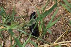 Carabina