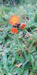 Pilosella aurantiaca