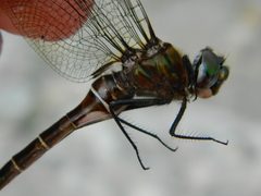 Somatochlora cingulata