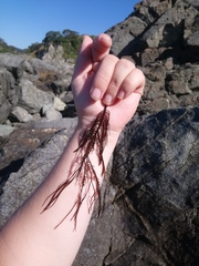 Grateloupia divaricata