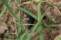 Carabina
