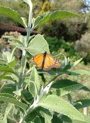 Danaus erippus