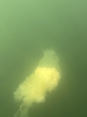 Phacellophora camtschatica