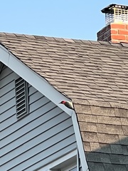 Melanerpes carolinus