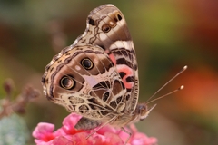 Vanessa braziliensis