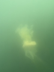 Phacellophora camtschatica