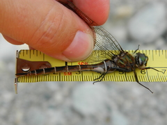 Somatochlora cingulata