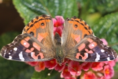 Vanessa braziliensis
