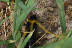 Carabina