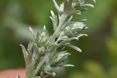 Artemisia frigida