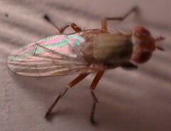 Sciomyzidae