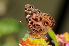Vanessa braziliensis