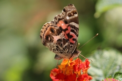 Vanessa braziliensis