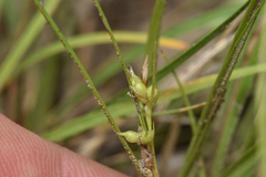 Carex rossii